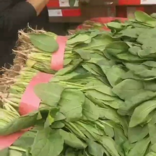 邯郸 小叶菠菜