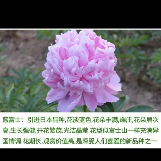 菏泽多花芍药  菏泽观赏芍药～兰富士