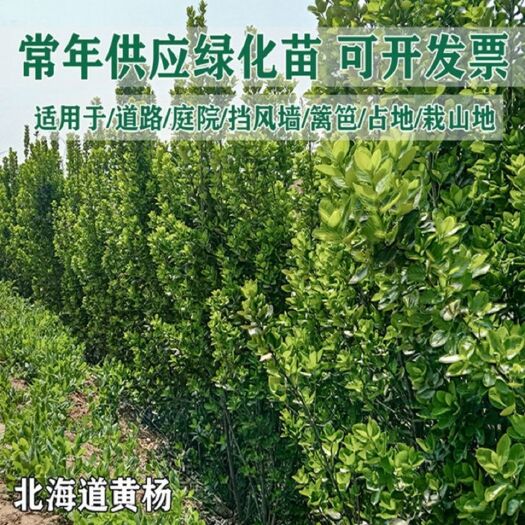 沭阳县北海道冬青 围墙篱笆植物大叶北海道黄杨苗冬青树苗四季常青法国冬青珊瑚树苗