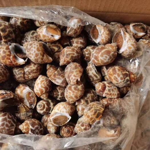 广州 巴基斯坦花螺