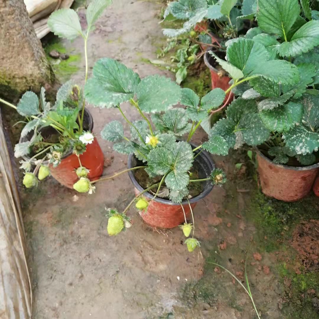 青州市四季草莓苗 双色盆草莓，奶莓，家用绿化用都可以，电商款