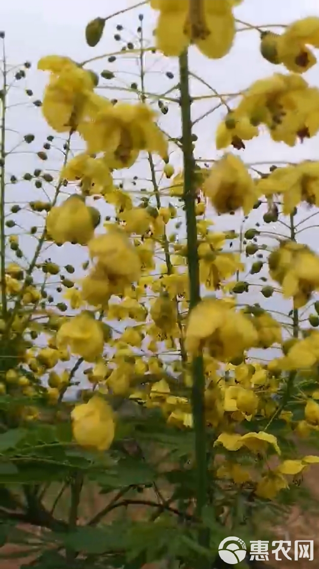 云实刺树虫斗米虫天牛幼虫活虫发货