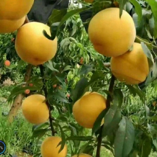 简阳市锦绣黄桃苗 锦锈黄桃苗，黄桃新品种，芒果口味，产地直供。