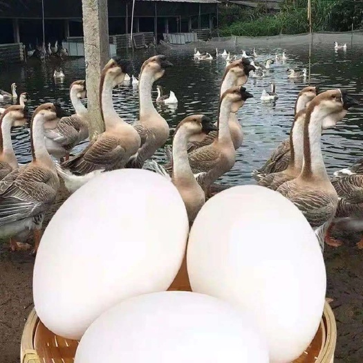 郓城县狮头鹅！体积大！肉质好！利润高