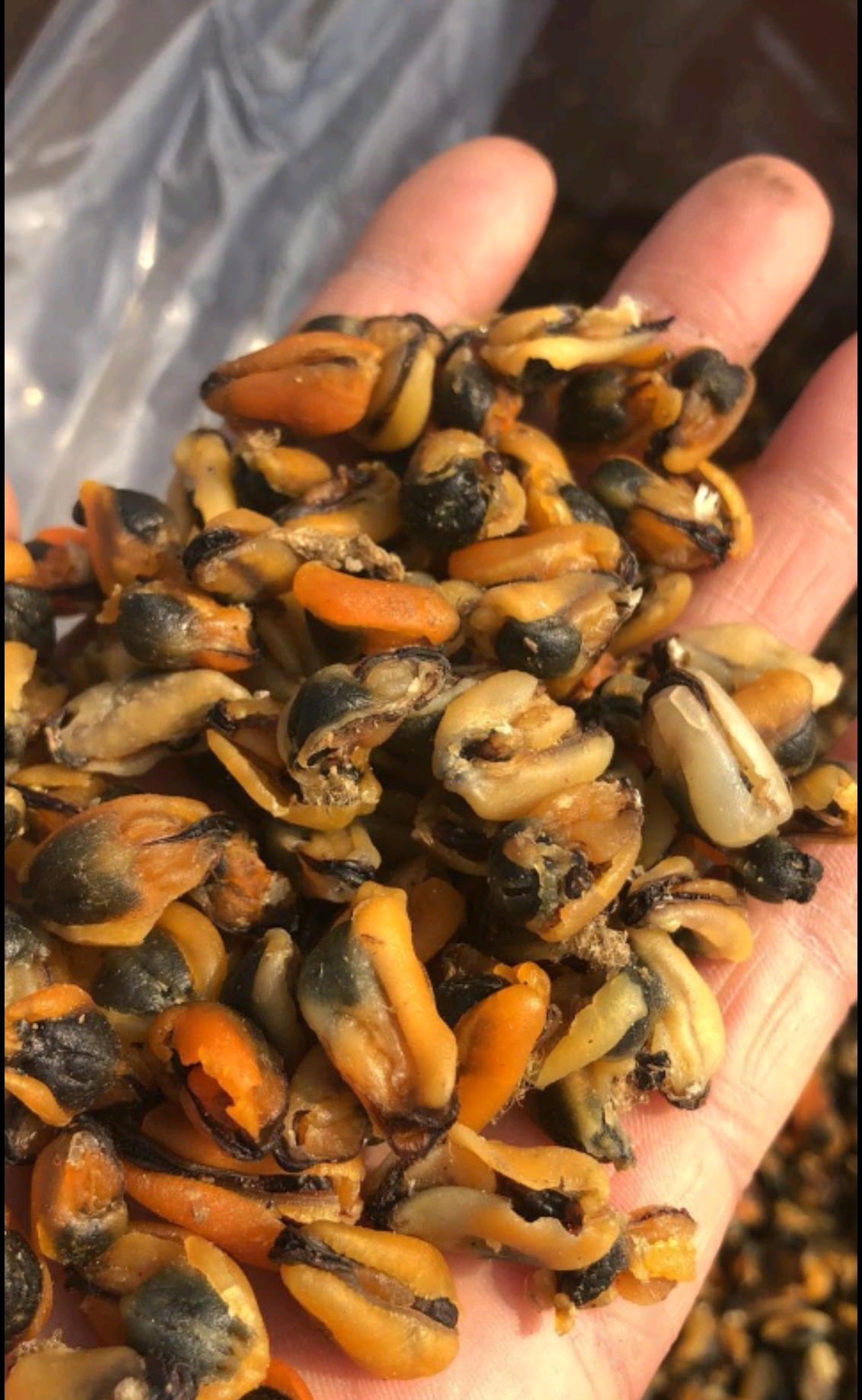 日照海虹干 海虹 淡菜干一手货源，大量批发 各种规格可咨询