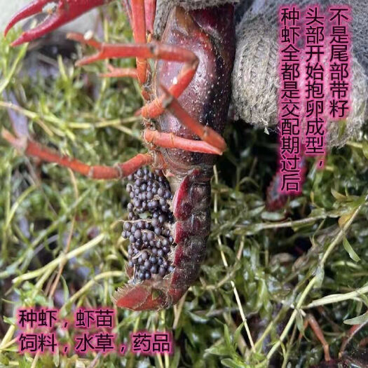 新沂市中国龙虾 高产小龙虾种苗抱卵青虾活体虾苗鲜活种苗盱眙种虾苗淡
