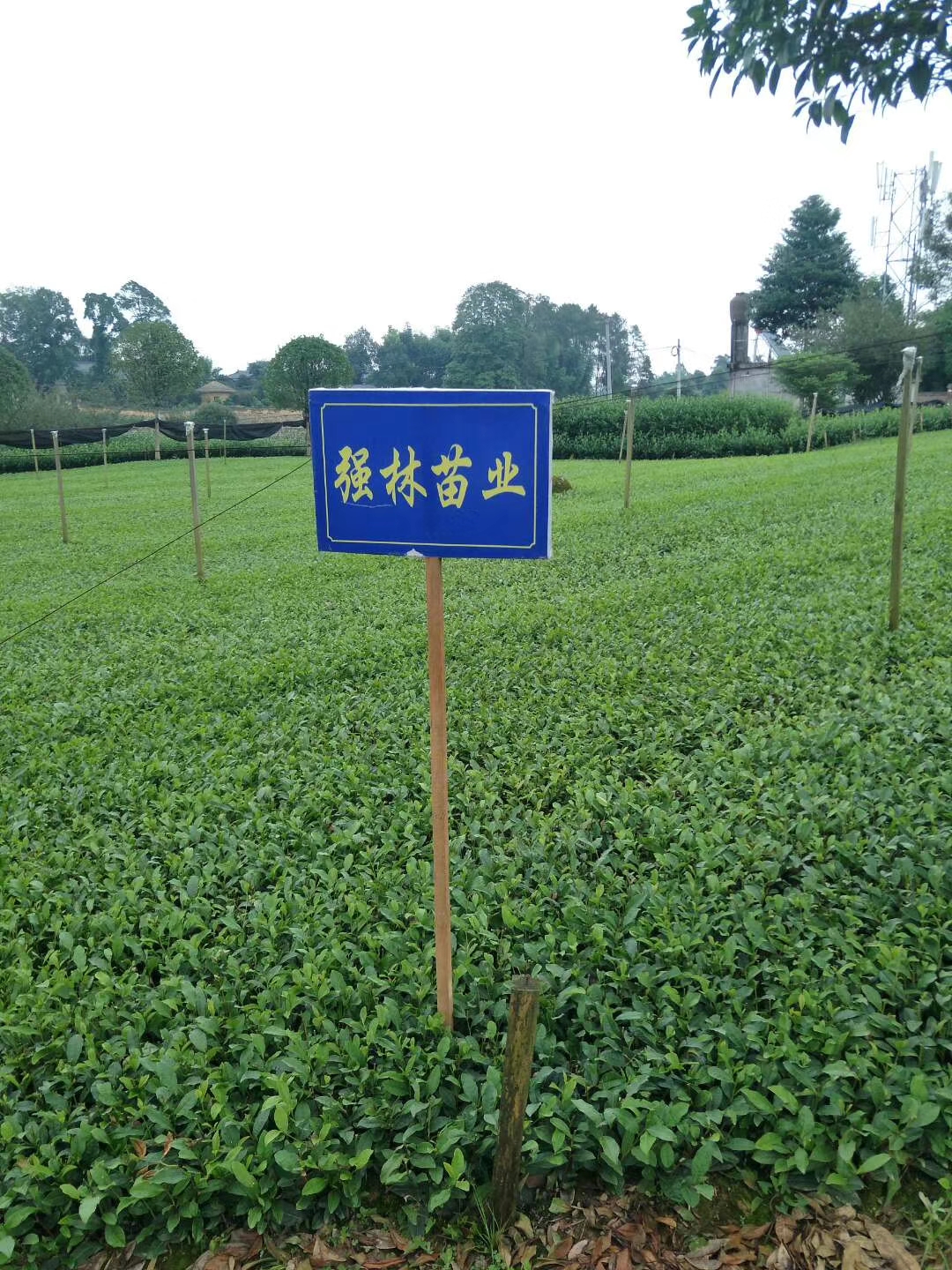 金牡丹茶苗