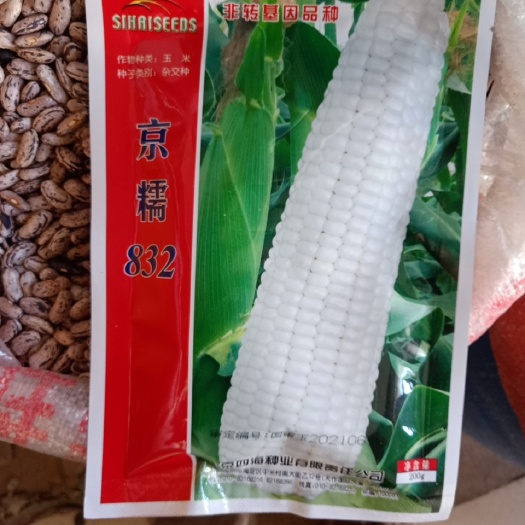 大连京糯832粘糯玉米种子 京糯832糯玉米种子