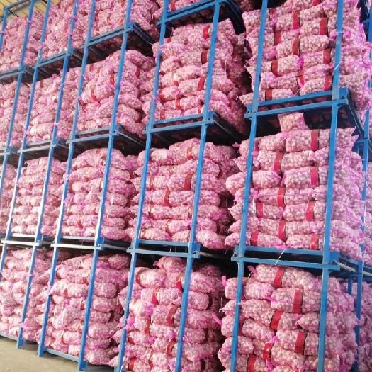 金乡县 金乡红皮大蒜。质量好，价格低。一手货源，诚信经营。保证质量。