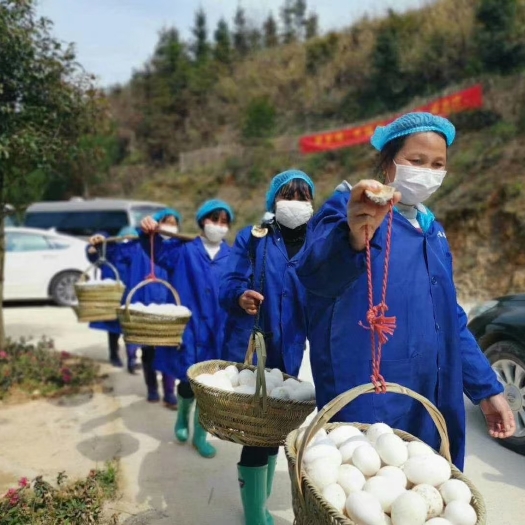 锦屏县鲜鹅蛋 生态鹅蛋