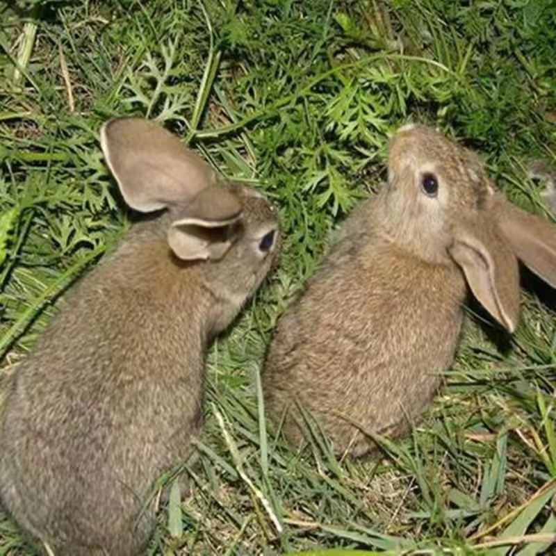 新田县纯种比利时杂交兔 种苗 肉兔可提供养殖技术疫苗已打成活率高