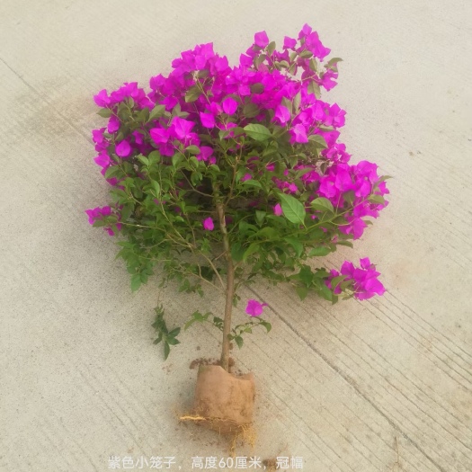 宜宾紫花三角梅 世国三角梅基地，基地直销，规格齐全，价格便宜
