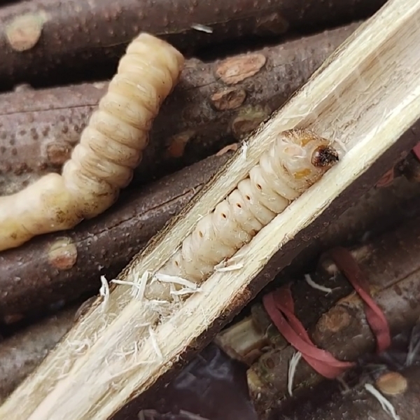 云实刺树虫斗米虫天牛幼虫活虫发货