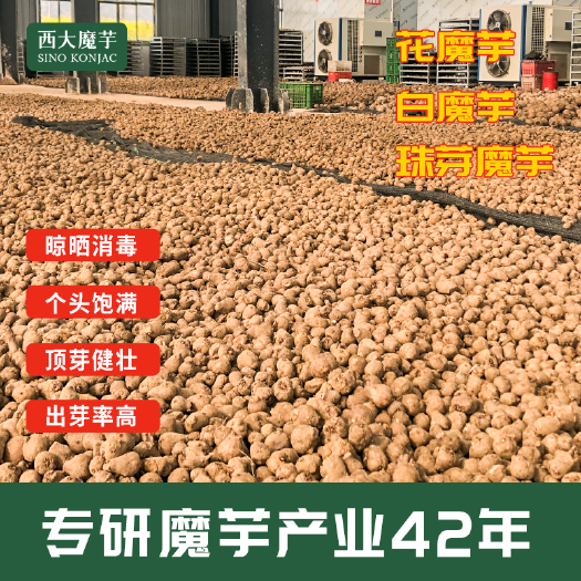 勐海县魔芋种子  珠芽魔芋白魔芋花魔芋一代二代种子 西大魔芋基地