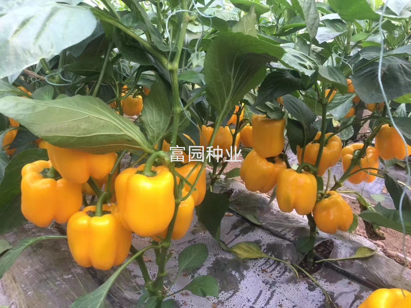 彩椒種子菜椒紅柿子方椒種籽抗病大面積種植