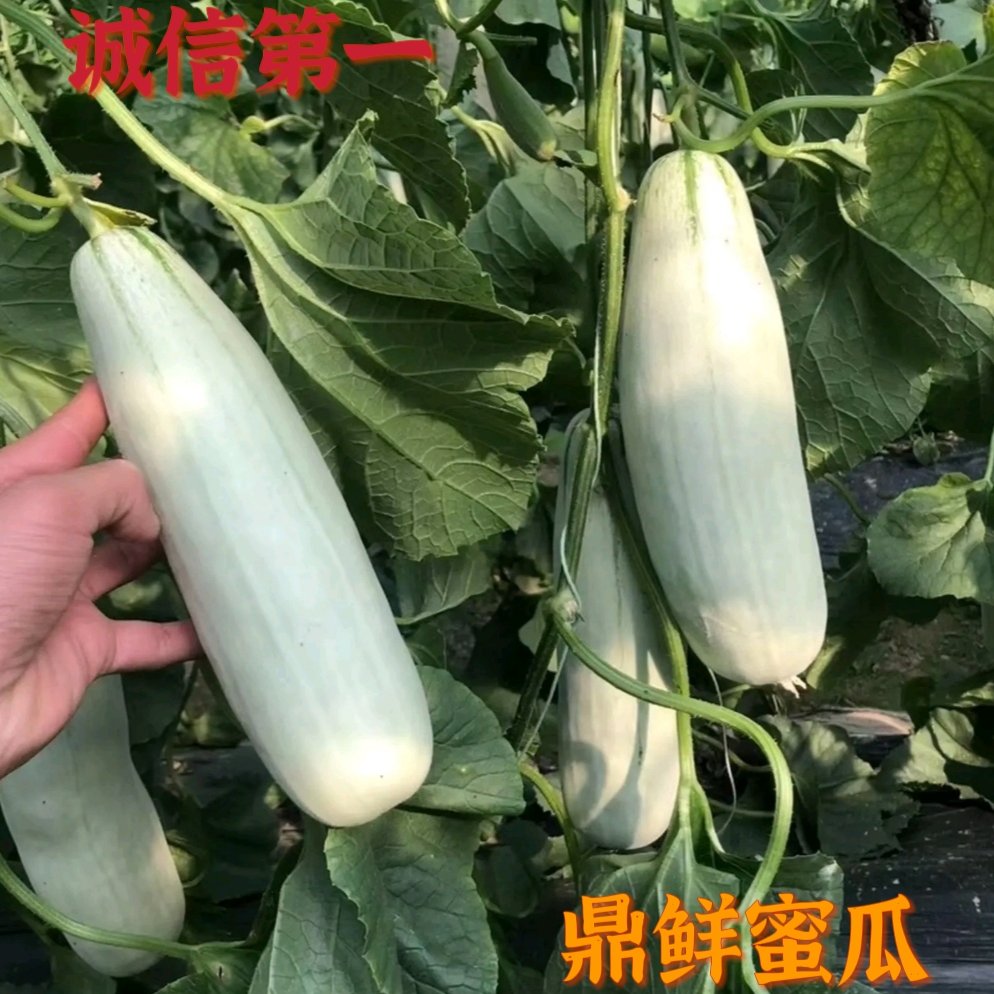 博洋甜瓜 山东莘县百万亩甜瓜产区 博洋61 大量上市 欢迎全