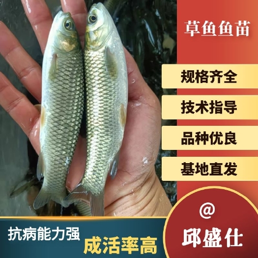 南宁草鱼苗