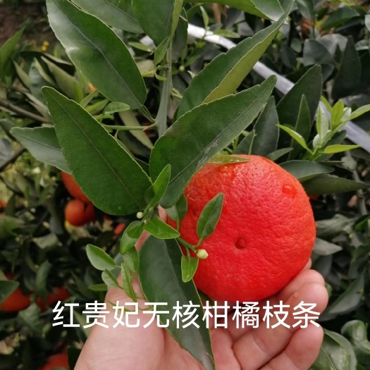 金堂县柑桔枝条  新品 红贵妃无核柑橘品种晚熟抗溃疡病