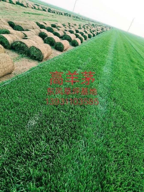 清河县 草坪四季青