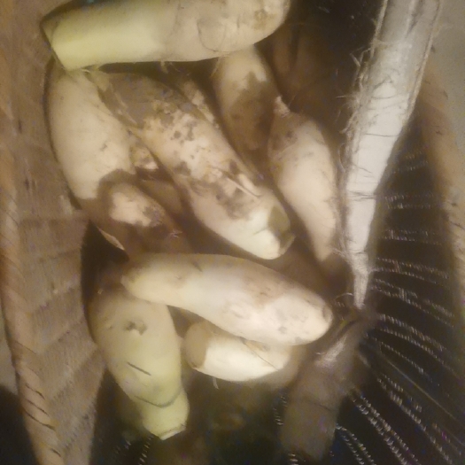 上饶白萝卜 无药水，自然种植