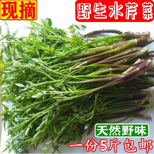 衡东县野芹菜 野生水芹菜小叶健康农家野菜新鲜蔬菜5斤湖南种苗根纸箱