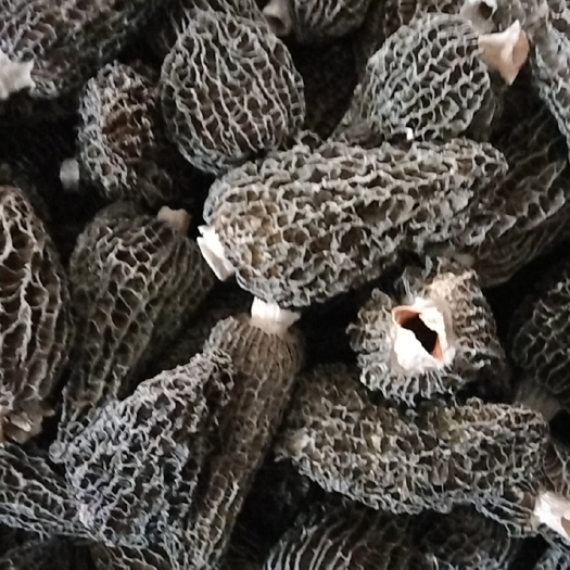 金堂县蘑菇  羊肚菌
