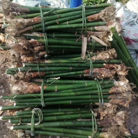 英德市麻竹苗 麻竹笋苗 杠子头 烟斗苗 螺蛳粉酸笋