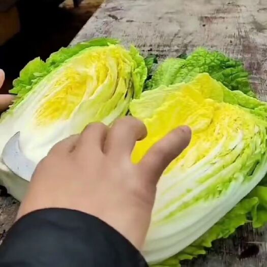 黄心大白菜 黄心白菜，质好价廉，需要的联系