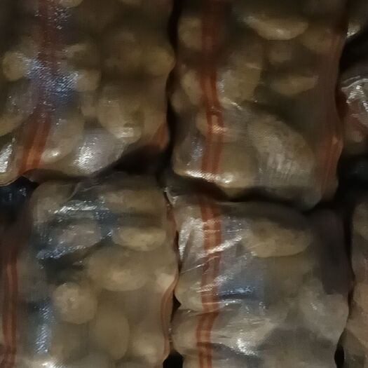 四子王旗226土豆 三优226，品质好！