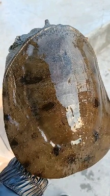 湖北土甲鱼，长期有货，一次合作，终身朋友。