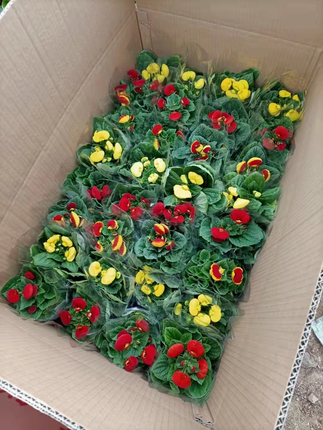 青州市荷包花 蒲包花，荷苞花，多色，电商专用的，也有穴盘苗