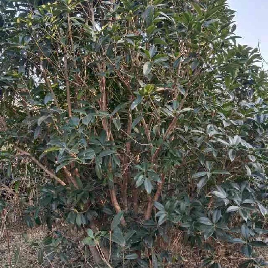 潢川县 桂花树，金桂树，丛生桂花，单杆桂花出售多支桂花出售河南彭代平
