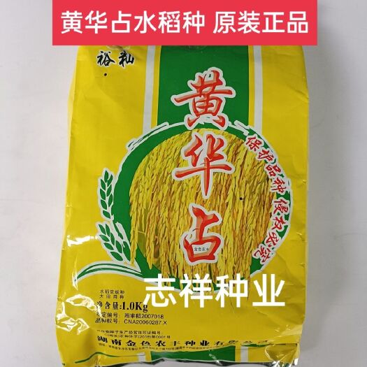 华容县黄华占水稻种子 中稻稻谷 虾稻种 大田种植常规种可留种