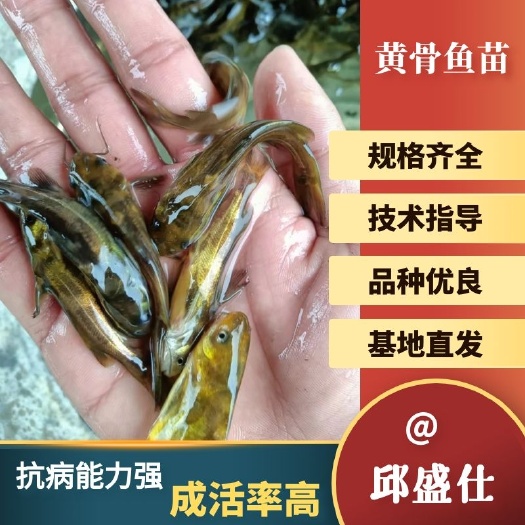 黄骨鱼苗