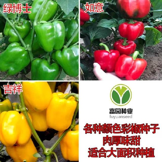 寿光市彩椒种子菜椒红柿子方椒种籽抗病大面积种植