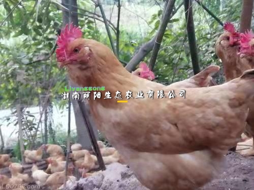 黄羽胡须鸡苗土鸡苗批发黄毛黄脚黄肉三黄土鸡母苗公苗散养