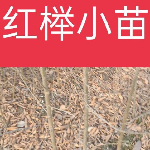 自家苗圃出售当年红榉小苗现挖现上车全国物流发货