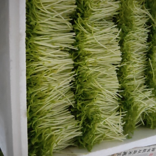 河源 天然水培豌豆苗，