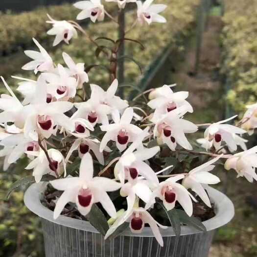 广南县 白花铁皮石斛
