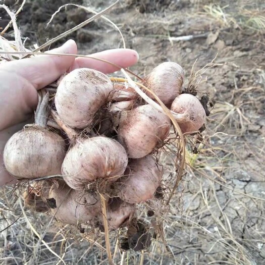 亳州藏红花种球 藏红花西红花种球批发产地直供货源出芽率%99