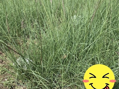常州 粉黛乱子草