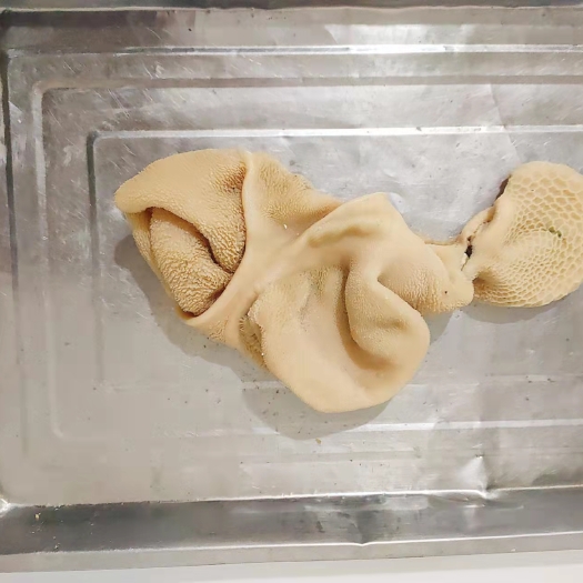 乐陵市 水褪熟羊肚
