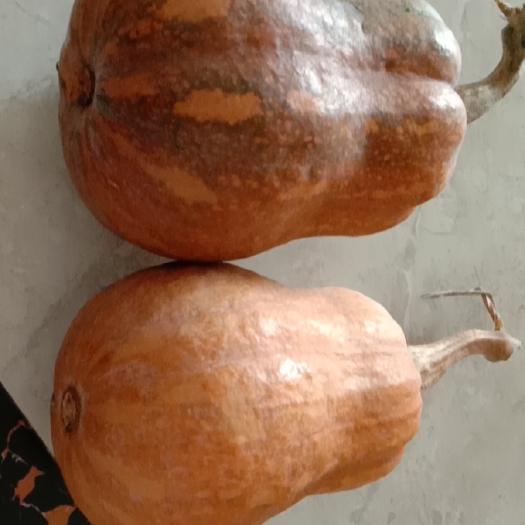 龙州县 南方的南瓜，香，糯，甜
