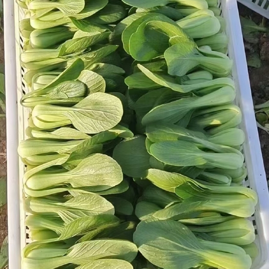 曹县上海青  精品油菜，精品快菜，产地直销货源充足价格合理