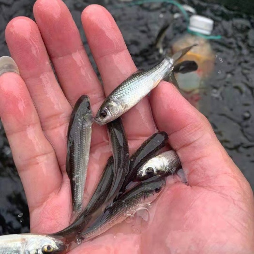 南宁鲮鱼鱼苗 水产