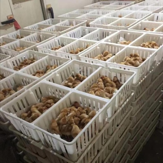 诸城市鸡笼 四格鸡苗箱  塑料鸡苗周转筐