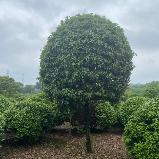 咸宁八月桂 桂花