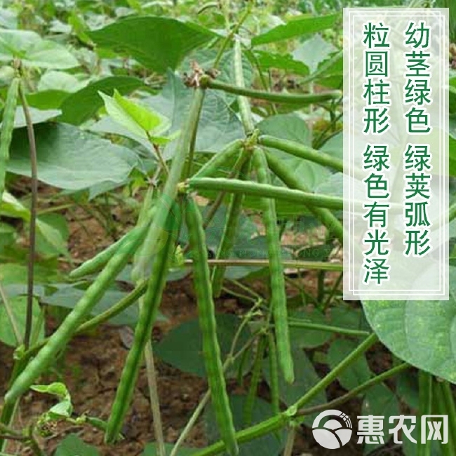 中绿十号绿豆种子，50克