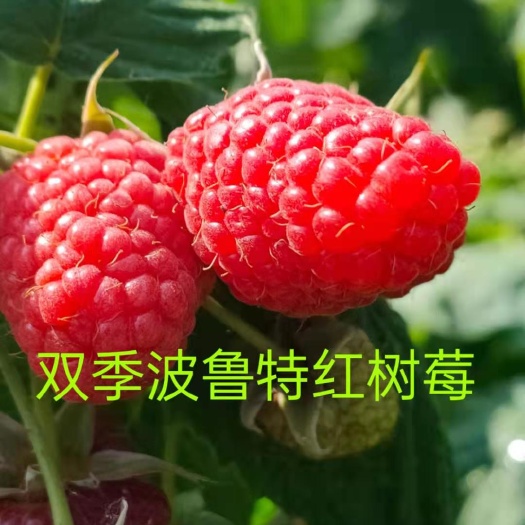白山红树莓苗