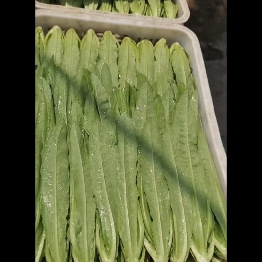 邯郸青油麦 大棚油麦菜，质量好，价格便宜